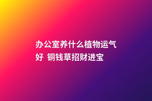 办公室养什么植物运气好  铜钱草招财进宝